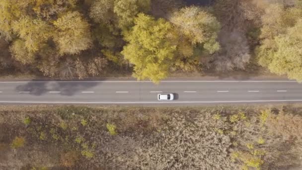 秋天开车旅行 黄秋森林中的乡村小径上的汽车旅行 白色汽车在美丽的秋天穿过乡村道路 越野车行驶在风景秀丽的山路上 顶部视图 — 图库视频影像
