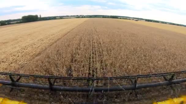 Harvester Gathering Crop Ripe Wheat Field View Combine Cabin Riding — 图库视频影像