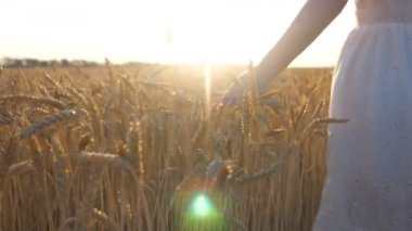 Close up of female hand moving over ripe wheat growing on meadow. Woman walking through grain field and touching golden crop ears. Girl enjoying summer. Beautiful sunset at background. Slow motion.