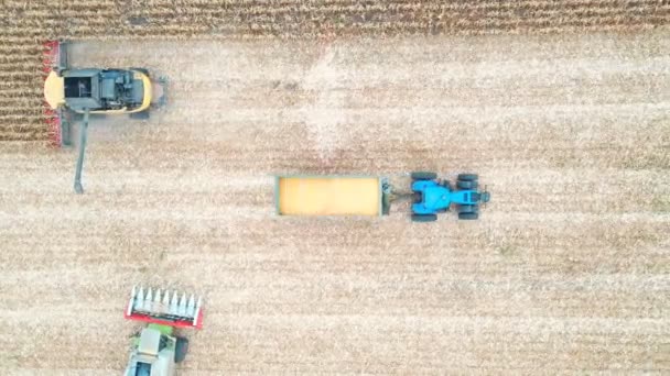 Luftaufnahme Eines Traktors Der Maisfracht Auf Einem Feld Während Der — Stockvideo