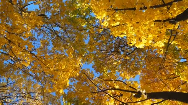 Vista Para Topos Árvores Com Folhas Bordo Amarelas Com Céu — Vídeo de Stock