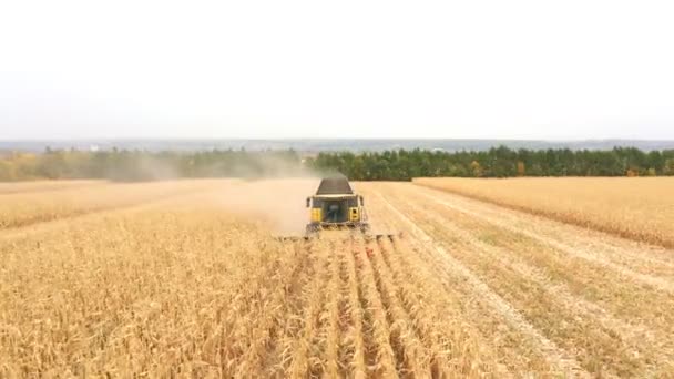 Повітряні Борони Збирають Урожай Кукурудзи Сільськогосподарських Угіддях Політ Над Комбінацією — стокове відео