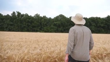 Olgun buğday çayırlarında yürüyen ve altın tarlalarını keşfeden erkek çiftçi. Genç tarımcı arpa tarlasından geçiyor ve tahıl hasadını inceliyor. Tarım konsepti. Ağır çekim..