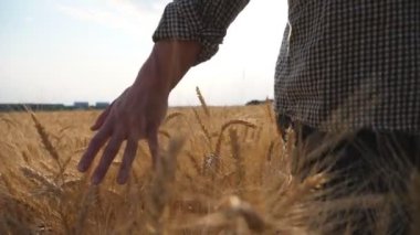Olgun buğday üzerinde hareket eden çiftçinin erkek eli çayırda büyüyor. Genç tarımcı arpa tarlasında yürüyor ve nazikçe altın ekin kulaklarını okşuyor. Tarım konsepti. Arka plan Yavaş çekim.