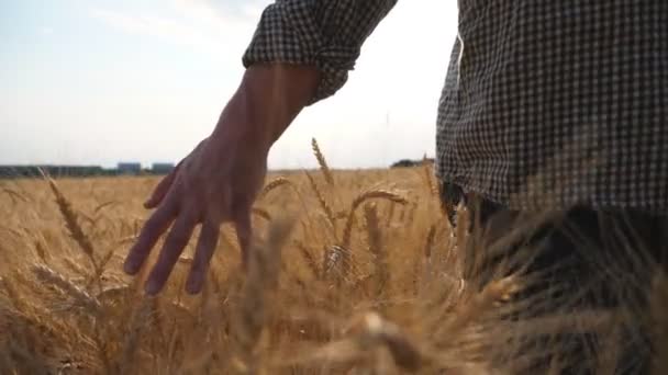Αρσενικό Χέρι Αγρότη Κινείται Πάνω Από Ώριμο Σιτάρι Που Αναπτύσσεται — Αρχείο Βίντεο
