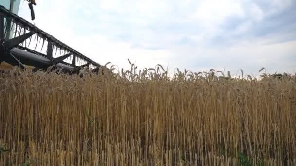 Modern Combine Gathering Crop Ripe Wheat Countryside Harvester Slowly Riding — Stock video