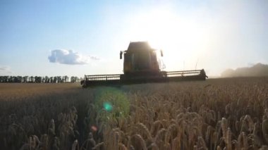 Grain harvester gathering wheat at sunset time. Combine riding through rural cutting stalks of barley. Concept of harvesting. Beautiful view with bright sun light at background. Slow motion Front view