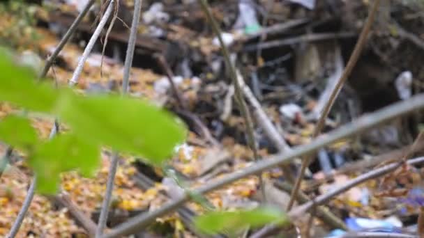 Close Green Leaves Branch Foreground Shift Focus Garbage Yellow Leaves — Stock Video