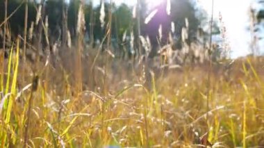 Kuru otların arasından orman çimenliğine güzel bir manzara. Parlak, sıcak güneş ışığı çayırı aydınlatıyor. Vahşi bitkilerin sarı saplarıyla renklendirilmiş bir arka plan. Arka plan bulanık. Dolly vurdu..