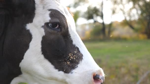 Close Muzzle Curious Cow Standing Lawn Looking Something Cute Friendly — Video Stock