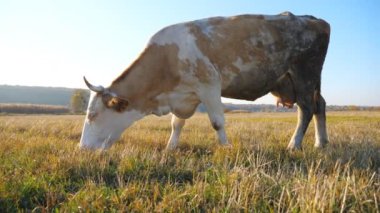 Koca inek tarlanın ortasında duruyor ve taze yeşil otlar yiyor. Otlakta otlayan sığırlar. Arka planda güzel bir kır manzarası var. Kırsal alan manzarası. Çiftçilik kavramı. Yavaş çekim Yan Görünümü Kapat