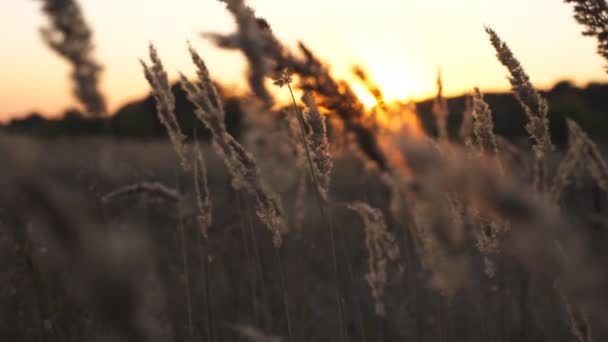 Dolly Shot High Stalks Field Herbs Illuminating Evening Sun Pampas — Vídeos de Stock