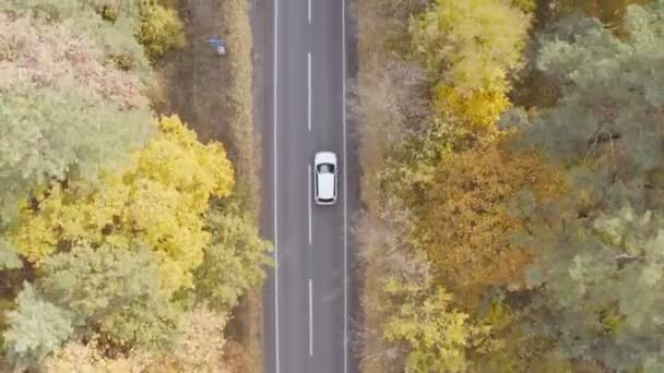 在黄色的秋天的森林里 白色的汽车沿着公路行驶的俯瞰景象 汽车在乡村路线行驶 越野车在美丽的秋天穿过风景秀丽的风景大道 旅行概念 空中射击 — 图库视频影像