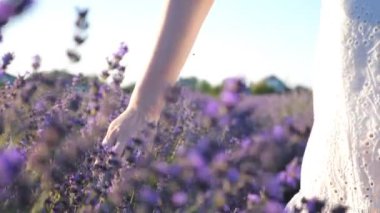 Kadın eli nazikçe mor çiçeklerin tepesine dokunuyor. Kolunu açan lavanta çiçeğinin üzerinde gezdiren bir kadın. Çiçekli çayırlarda yürüyen bir kız. Doğa geçmişi. Yaz ya da rahatlama konsepti. Yavaş çekim.