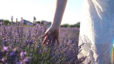 Mor lavanta çiçeklerine dokunan kadın eli. Kolunu çiçek açan bitkilerin üzerinde gezdiren bir kadın. Çiçekli çayırlarda gezinen bir kız. Doğa geçmişi. Yaz kavramı. Yavaş çekim.