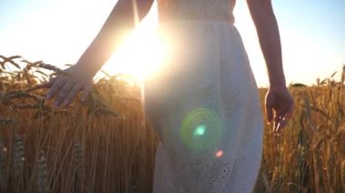 Kamera, arka planda günbatımı olan tahıl tarlasında yürüyen beyaz elbiseli genç kızı takip ediyor. Dişi el olgun buğdayın üzerinde yavaşça altın kulaklara dokunuyor. Özgürlük kavramı. Yavaş çekim.