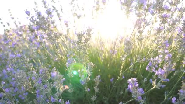Schöne Aussicht Auf Aromatische Lila Blüten Mit Hellem Sonnenlicht Hintergrund — Stockvideo