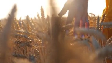 Kadın eli, parlak günbatımı arka planında altın olgun buğdayın kulaklarına dokunuyor. Sarı elbiseli kaygısız bir kız mısır gevreği tarlasında yürüyor ve dışarıda eğleniyor. Yaz kavramı. Yavaş çekim. Yakın çekim.