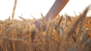 Sarı buğday kulaklarının üzerinden elini süren tanınmamış bir kadın. Kaygısız kız olgun dikenlere dokunuyor ve mısır gevreği tarlasında yürürken boş zamanların tadını çıkarıyor. Hasat konsepti. Yavaşla..