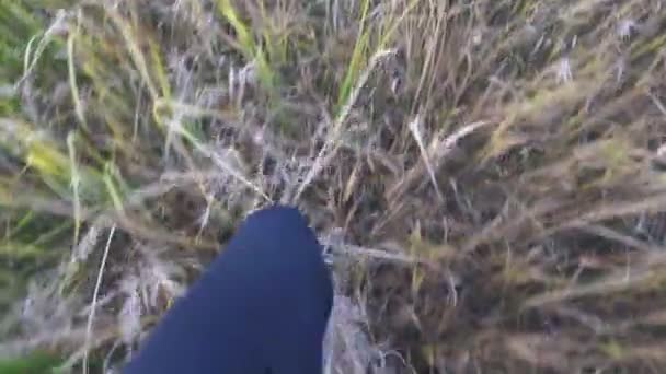 Point View Male Feet White Sneakers Stepping High Grass Field — Stockvideo