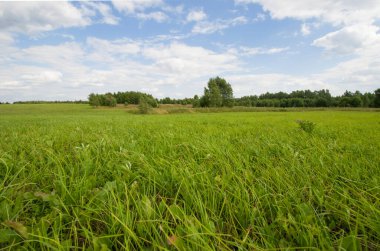Çimen tarlası, yeşil yaz manzarası