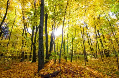 Güneşli bir günde, altın bir sonbahar ormanındaki ağaçlar