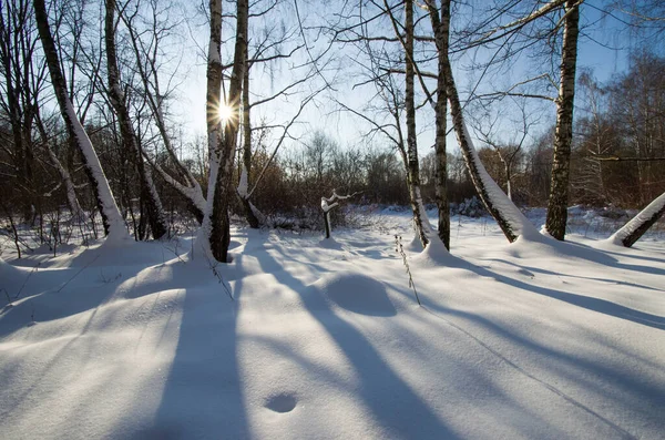 Bonita Paisagem Inverno Nevado Com Floresta Sol Raios Sol Brilha — Fotografia de Stock