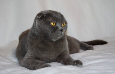 Şirin ve güzel bir kedi. Bu bir İngiliz Shorthair veya İskoç Gri kedisi. Beyaz bir battaniyeye uzanmış.