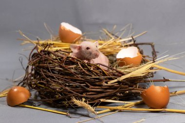 Doğum kavramı. Şirin sfenks faresi yumurtadan çıkmış. Yuvada oturan küçük fare bebek.