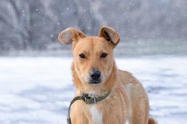 Köpek yavrusu. Köpekle yürü. Kocaman kulaklı şirin bir köpeğin yakın plan portresi..