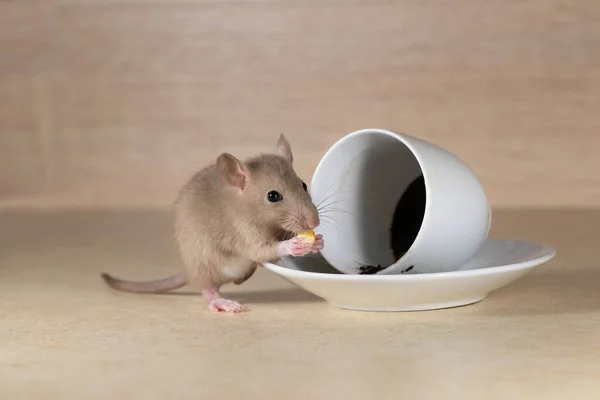 Morning Coffee Rat Pet Coffee Beans Funny Little Rat Put — Stock Photo, Image