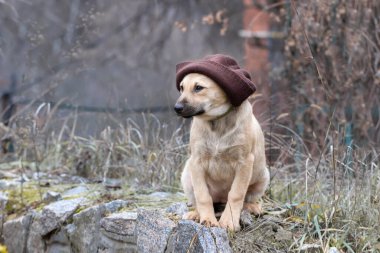 Örgü şapkalı şirin, üzgün, melez köpek yavrusu. Sokak köpekleri barınağından alınmış bir köpek yavrusunun fotoğraf çekimi..