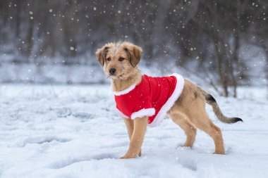 Kırmızı elbiseli melez köpek yavrusu parkta karda oynuyor. Zaman kışı .