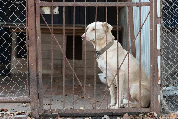 Barınaktaki Köpek Bej Renkli Üzgün Köpek Barınaktaki Kuşhanenin Kapısının Yanında — Stok fotoğraf