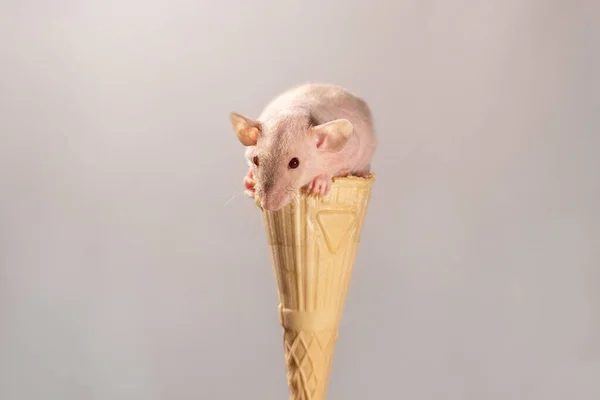Ice Cream Cone Cute Sphinx Rat Pets Ice Cream Cone — Stock Photo, Image