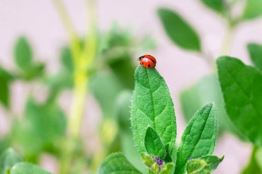 Uğur böceği ılık bir bahar gününde yeşil bir yaprağın üzerinde oturur. Güzel doğa..