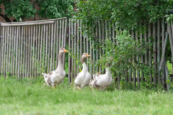Gansos Domésticos Granja Farming Geese Pastan Hierba Verde Largo Cerca —  Fotos de Stock