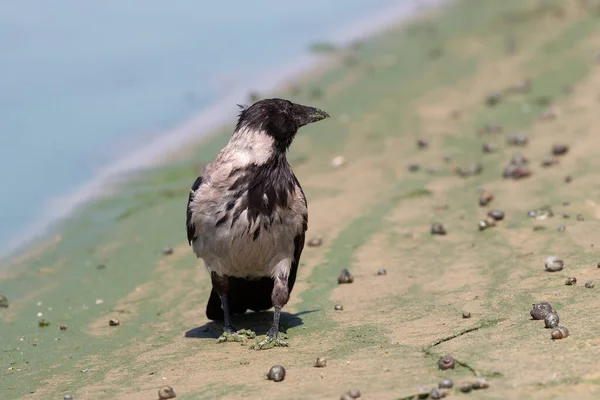 Crow Gray Black Plumage Corvus Cornix Walks Riverside Looking Food — Stock Photo, Image