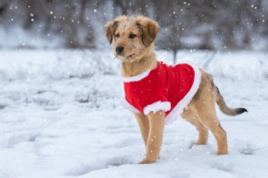 Kışın doğada komik bir köpek yavrusu. Kırmızı elbiseli yavru köpek parkta yürüyor. Kış havası, kar, soğuk