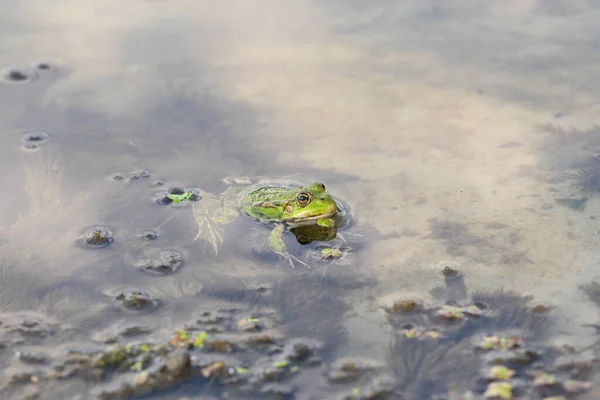 藻の上の浅い川で緑のカエルが泳ぐ — ストック写真