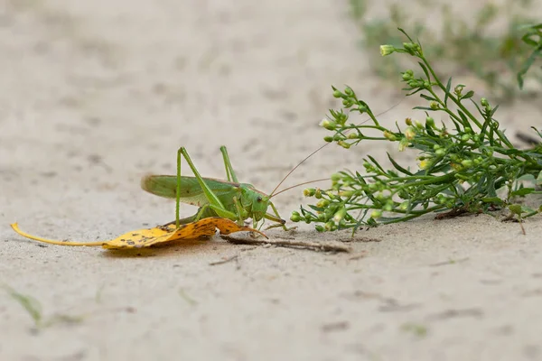 地面に乾燥した葉の上に大きな緑のイナゴ 害虫駆除 — ストック写真