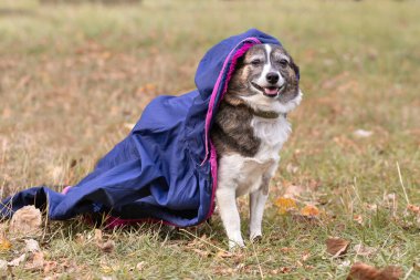 Bir köpek portresi. Parkta yürürken ceketli, küçük, sevimli bir köpek..