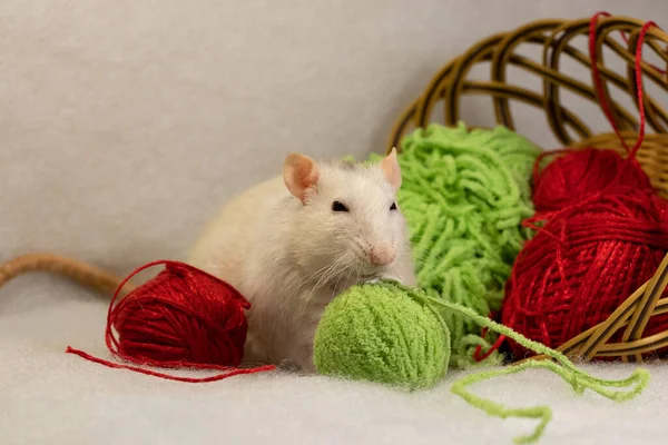 Womens Hobby Knitting Cute Decorative Rat Plays Yarn Knitting — Stock Photo, Image
