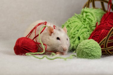 Dikiş dikmek için renkli ipliklerle dolu sepetteki dekoratif bir farenin komik bir portresi..