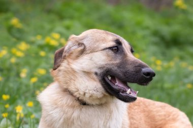 Yeşil bir arka planda sevimli mutlu bir köpeğin portresi. Yakın plan. Hayvan bakımı kavramı..