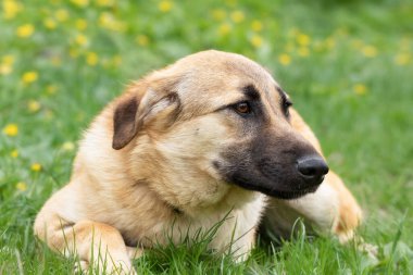 Parktaki yeşil bir çimenlikte bej bir köpek yatıyor. Yürürken evcil hayvanlar.