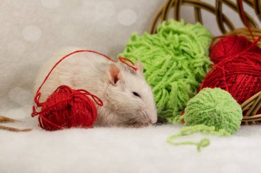 Beyaz bir sıçan yeşil ve kırmızı topları olan bir sepetin yanında uyur. Beyaz bir arka planda sarmal iplikler. Hoş dekoratif bir fare..