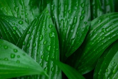 Soyut yeşil koyu doku, doğanın arka planı. Büyük yeşil yapraklar ve su damlaları..