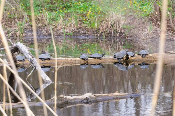 Amphibians with a hard protective shell swim in a pond and bask on a log in the sun\'s rays.