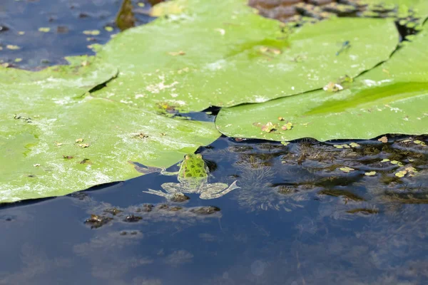 緑のカエルが湖の睡蓮の葉の上に座っています — ストック写真